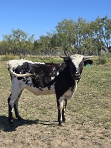 GLR BLUE MERMAID GAL