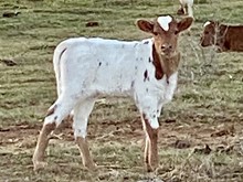 CENTURY 100 x BLACK EYED SUSAN heifer