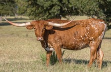 BL JITTERBUG