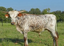 Cowboy Chrome x 7D Minnie Oreo bull calf