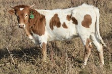  GLR CUT THE SMOKE GAL