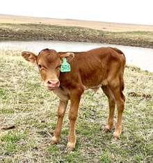 GLR HIGH SMOKIN' GAL