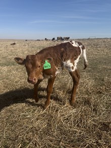 GLR  DANICA'S HOT GAL