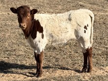 LM KRISTY’S AFFECTION