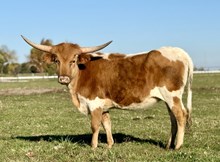 LBR Glitters Like Gold