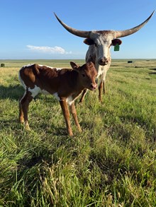 Marlboro Man X Dani's Beauty bull
