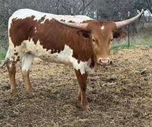 M7 Miss Rodeos Image