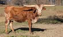 Hicks Belinda Safari 