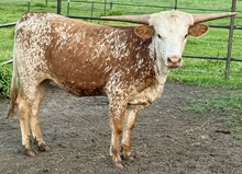 LBR Enchanted Nellie